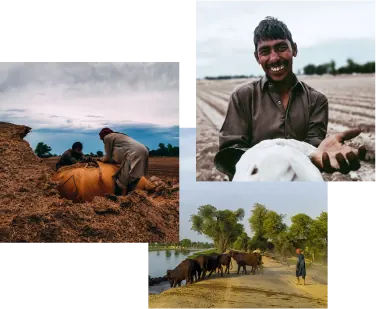 Hoopo farmers at work: a woman bagging feed, a man holding a calf, cattle walking to water